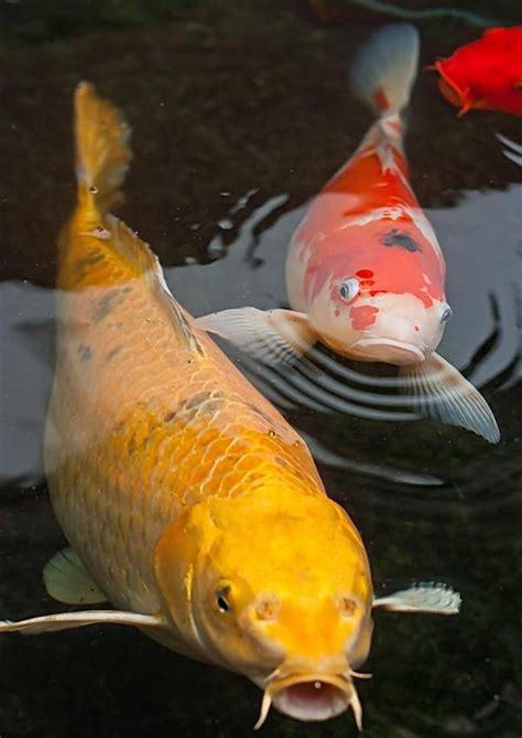 養錦鯉風水|錦鯉風水：家養錦鯉的風水學開運講究